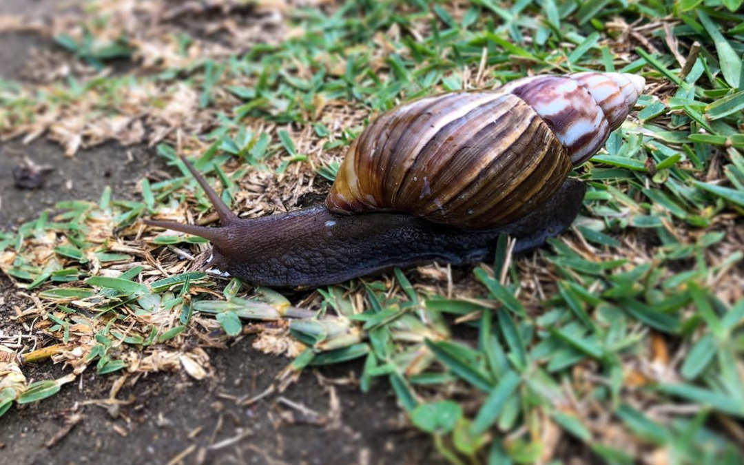 A Sabedoria do Caramujo