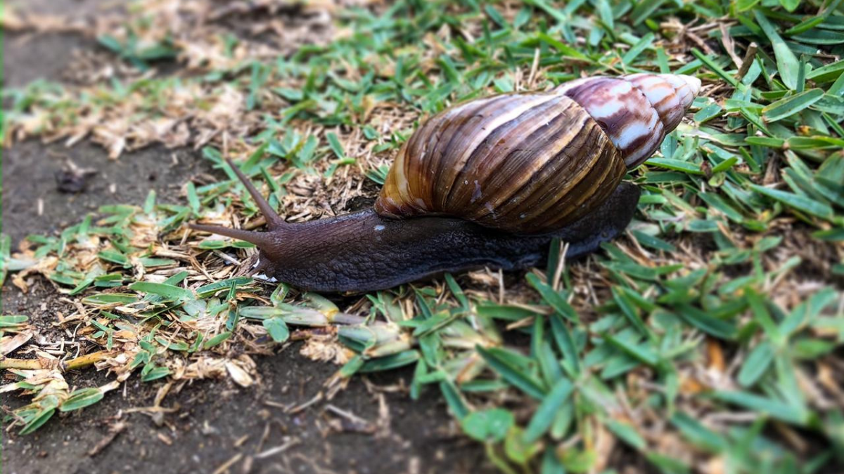 A Sabedoria do Caramujo